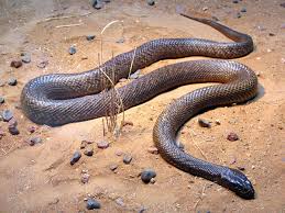 taipan profile image